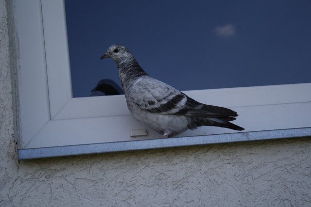 Csizmazia verseny