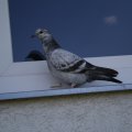 Csizmazia verseny